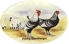 Zwerg-Hamburger, silberlack